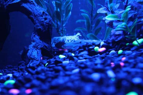 GloFish Tank Setup: A Beginner's Guide to Glowing Fish