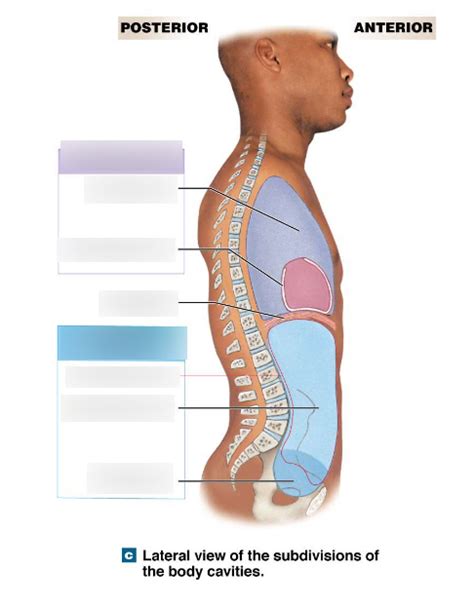 Sectional Anatomy Body Cavities Diagram Quizlet