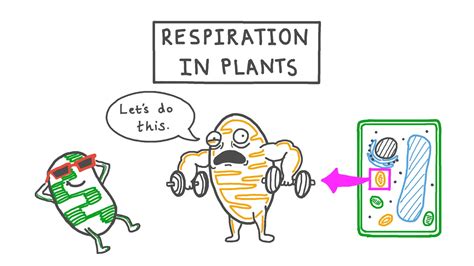 Lesson Respiration In Plants Nagwa