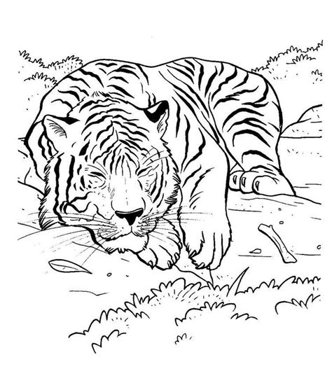 Free Realistic Tiger Coloring Pages, Download Free Realistic Tiger ...