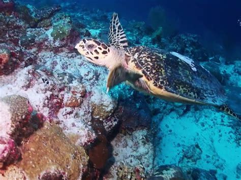 Descubre La Magia Del Buceo Vida A Bordo En Las Maldivas Divescover