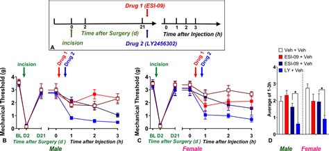 Sex Differences In Protein Kinase A Signaling Of The Latent Postoperative Pain Sensitization