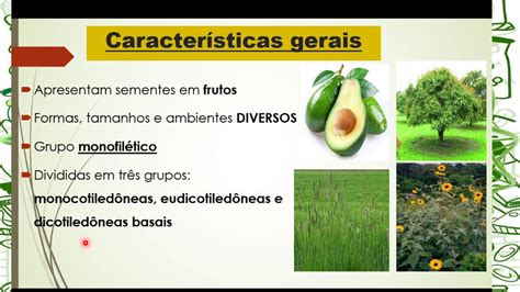 Quais São Suas Características - Quais São Suas Principais Características - ZULEDU