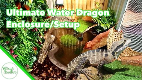 Eastern Water Dragon Enclosure Setup Discount Collection
