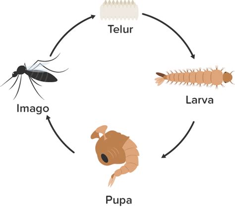 Daur Hidup Nyamuk Sama Dengan