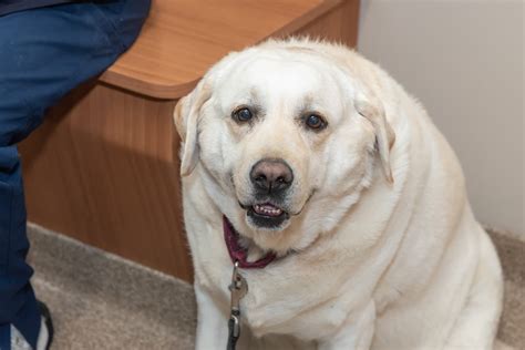 Pet Obesity Queenstown Veterinary Hospital