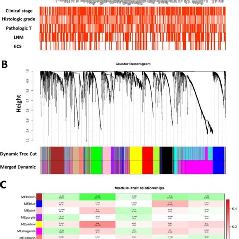 Weighted Gene Co Expression Network Analysis And Identification Of Download Scientific Diagram