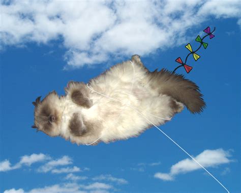 KiteCat