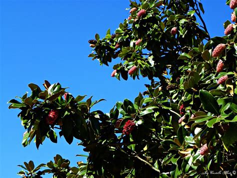 Magnolia Tree Seed Pods And Red Berries Blue Ridge Park Flickr