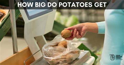 How Much Does A Potato Weigh Measured Your Indoor Herbs And Garden