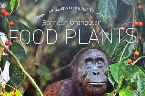 Latest Research On Bornean Orangutans And The Rainforest Orangutan