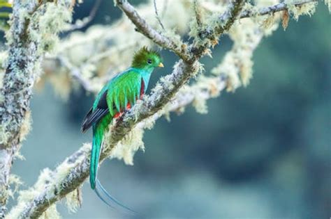 quetzal bird      quetzal bird stock