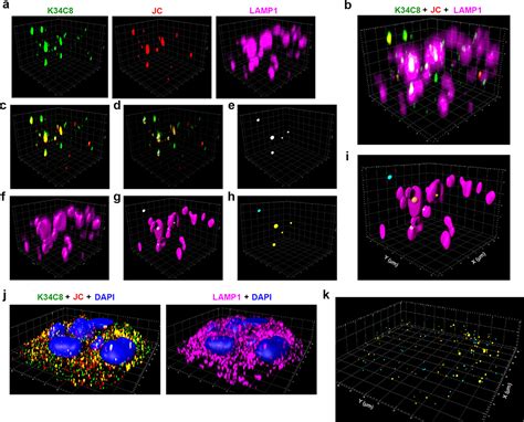 Gangliosides Are Essential Endosomal Receptors For Quasi Enveloped And Naked Hepatitis A Virus Pmc