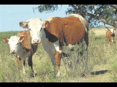 Tv Agro Te Acerca Al Campo Caracter Sticas Principales En Una