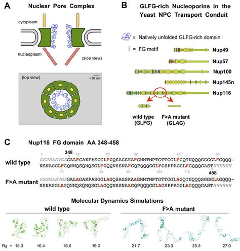 The Yeast Nuclear Pore Complex Some Of Its Fg Nucleoporins And An