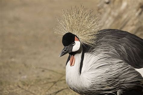 Grey Crowned Crane Bird Crowned Crown Photo Background And Picture For
