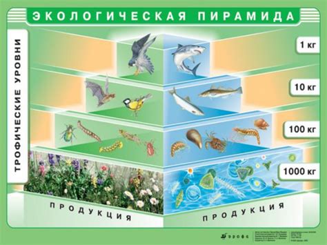 Презентация Биосфера – скачать бесплатно pptx