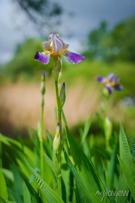 Kwiaty Kwitn Wiosn W Parku Wall Stickers Leaf Iris Colours