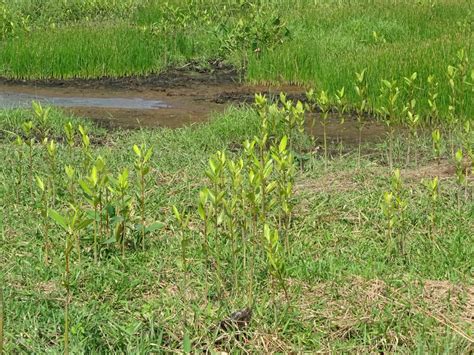 Institutions join efforts to restore mangrove forest! - ICC