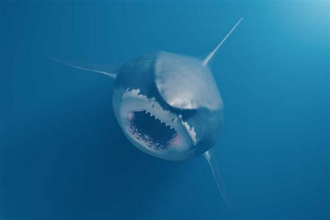 megalodon day holiday smart