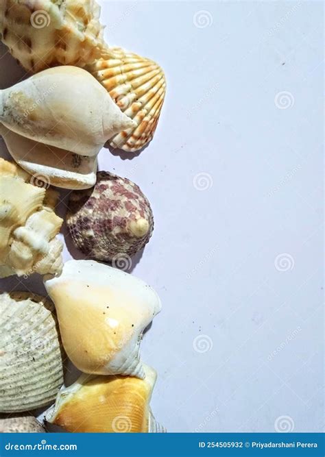 Shellfish Patterns Photos Dead Calcified Skeleton Royalty-Free Stock
