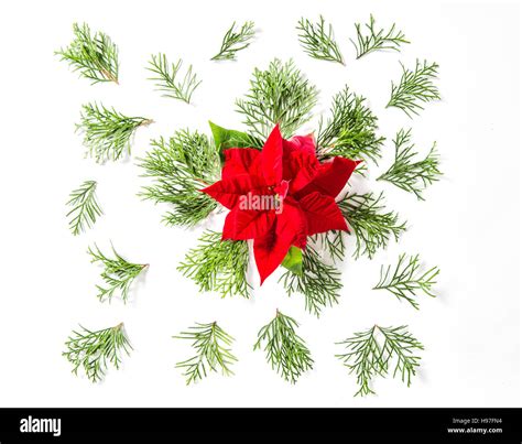 Evergreen Texture Cut Out Stock Images Pictures Alamy