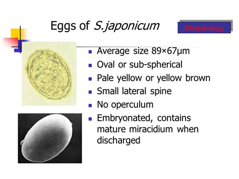 Schistosoma Haematobium Egg Morphology