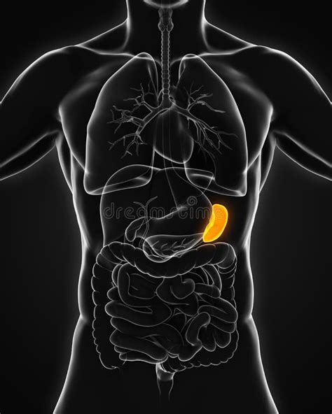Menschliche Milz-Anatomie stock abbildung. Illustration von frontal ...