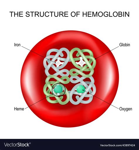 hemoglobin   red blood cell royalty  vector image