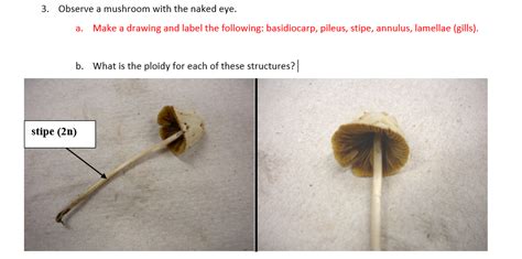 3 Observe A Mushroom With The Naked Eye A Make A Chegg