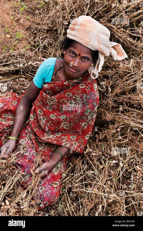 Indian Woman Harvesting Peanuts In Andhra Pradesh India Stock Photo