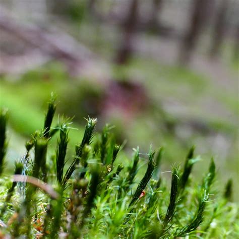 Waldiger Herbst – Im WaldSein