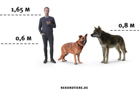 Wie Gro Ist Ein Wolf Gr Envergleich Mit Hund Mensch Rekordtiere De