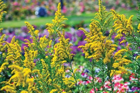 Native Plants That Thrive In Clay Soil