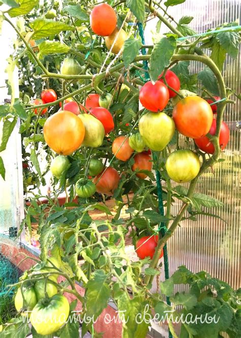 Сердце Скарлет (ПРОЕКТ "DWARF TOMATO") - семена томатов