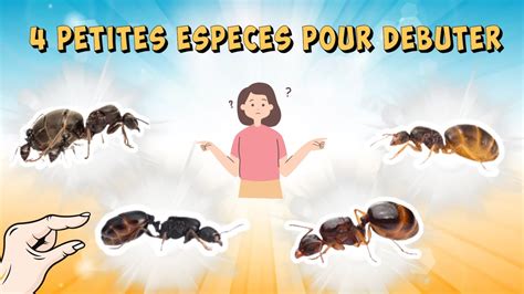 Tu Veux D Buter Dans L Levage De Fourmis Cette Vid O Est Faite Pour