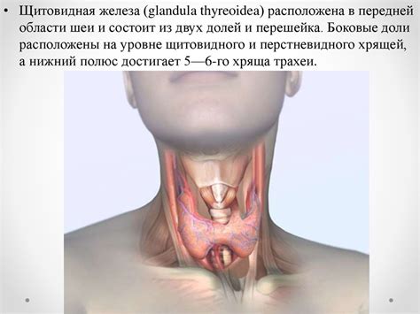 Щитовидная железа. Данные исследования в патологии и их диагностическое ...