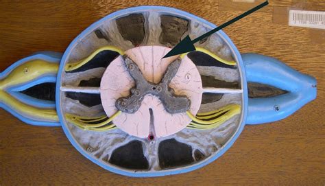 Cross Section Spinal Cord Diagram Quizlet