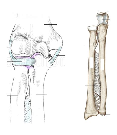 Radioulnar Joint Structures Diagram Quizlet