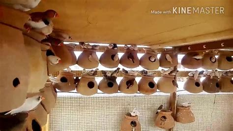 Finch New Colony Main Finches Dali Youtube