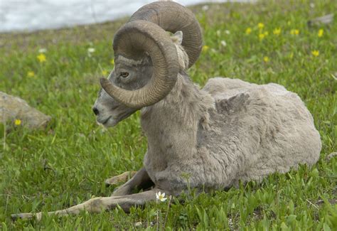 Best high school mascot in Montana: Top 10 candidates - Sports Illustrated High School News ...