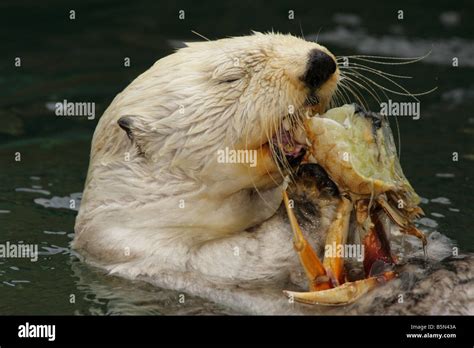 Cute Sea Otters Eating