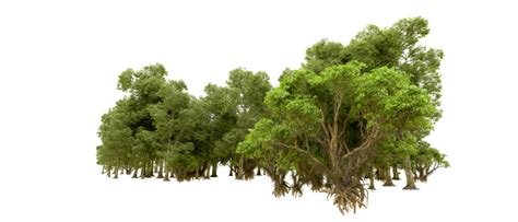 Forest Ground PNGs for Free Download