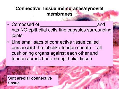 Ppt Classification Of Body Membranes Epithelial Serous And