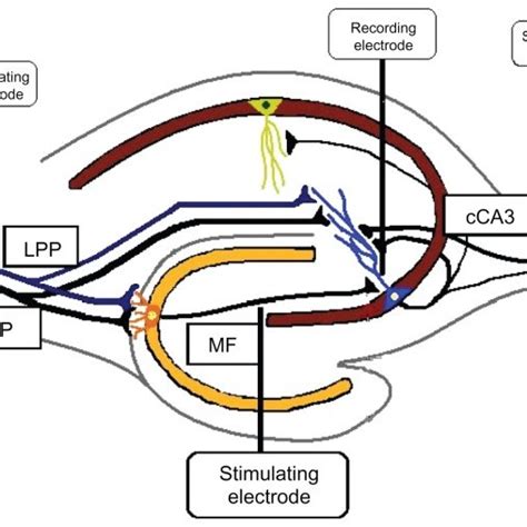 Stimulating Electrode Placement 28 Notes Stimulating Electrodes Were Download Scientific