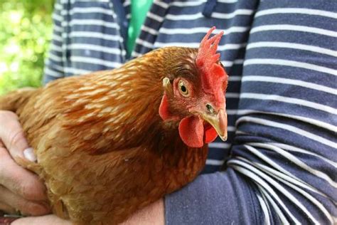 Red Sex Link Chickens Pros And Cons