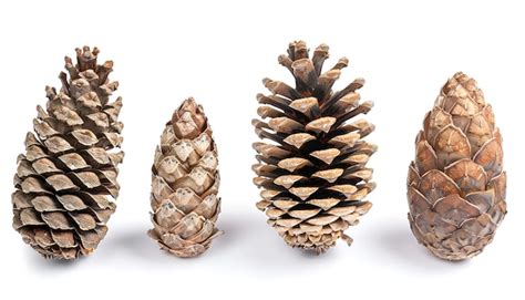 fir cones isolated  white background closeup premium ai generated image