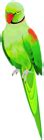Alexander Parrot PNG Clip Art Image | Gallery Yopriceville - High ...