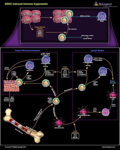 Biolegend MDSC Induced Immune Suppression Scientific Pathway Poster