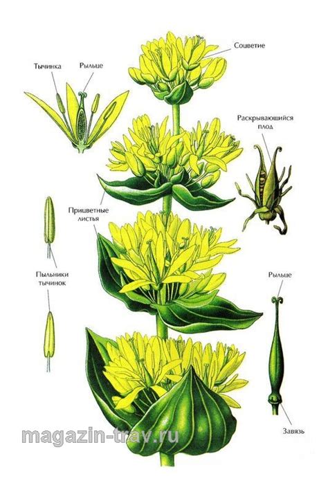 Магазин трав | ГОРЕЧАВКА ЖЕЛТАЯ (Gentiana lutea)